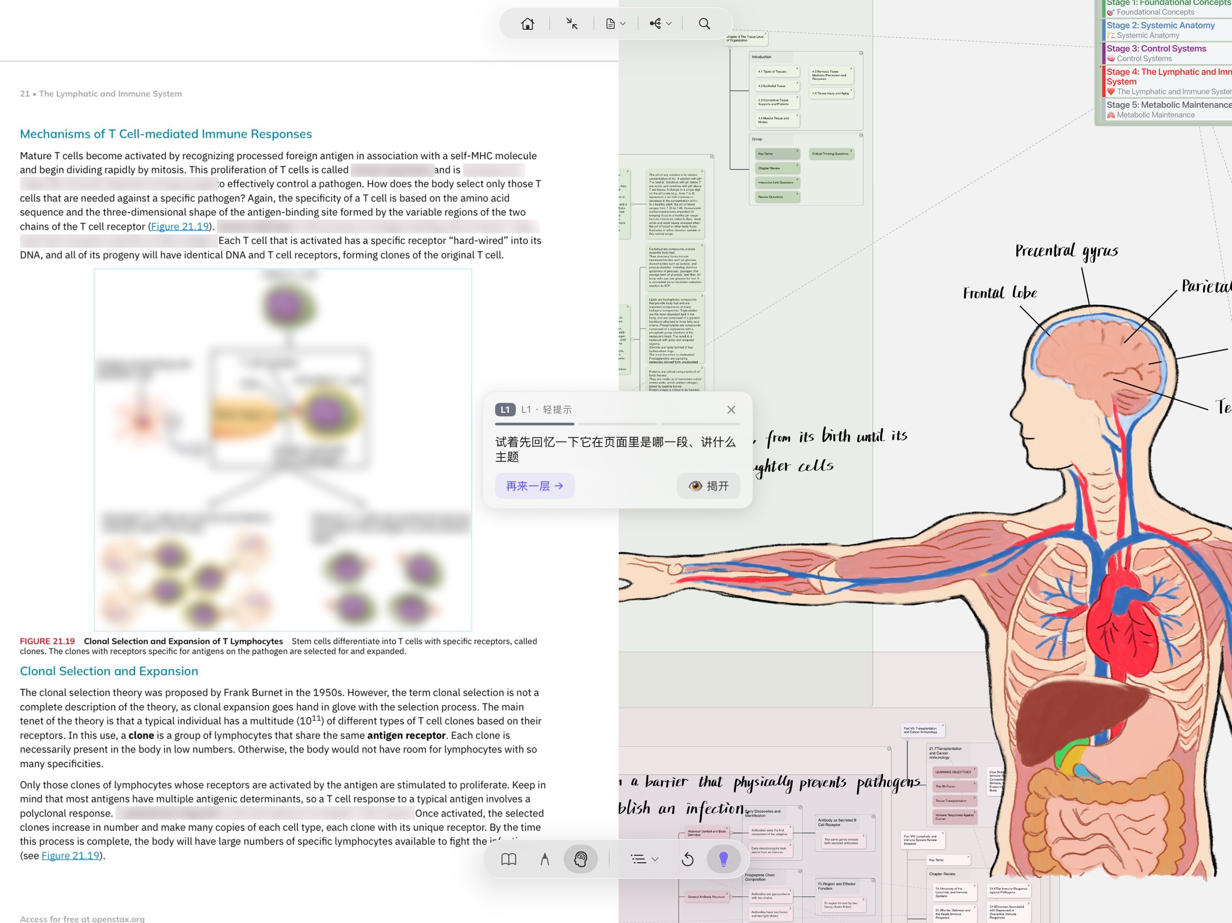 MarginNote Immersive Mode in action · Recall posture — PDF textbook excerpts on the left covered by Gaussian blur with a prompt card guiding active recall, hand-drawn anatomy on the right as the cue; tap a blurred excerpt to reveal it after you recall