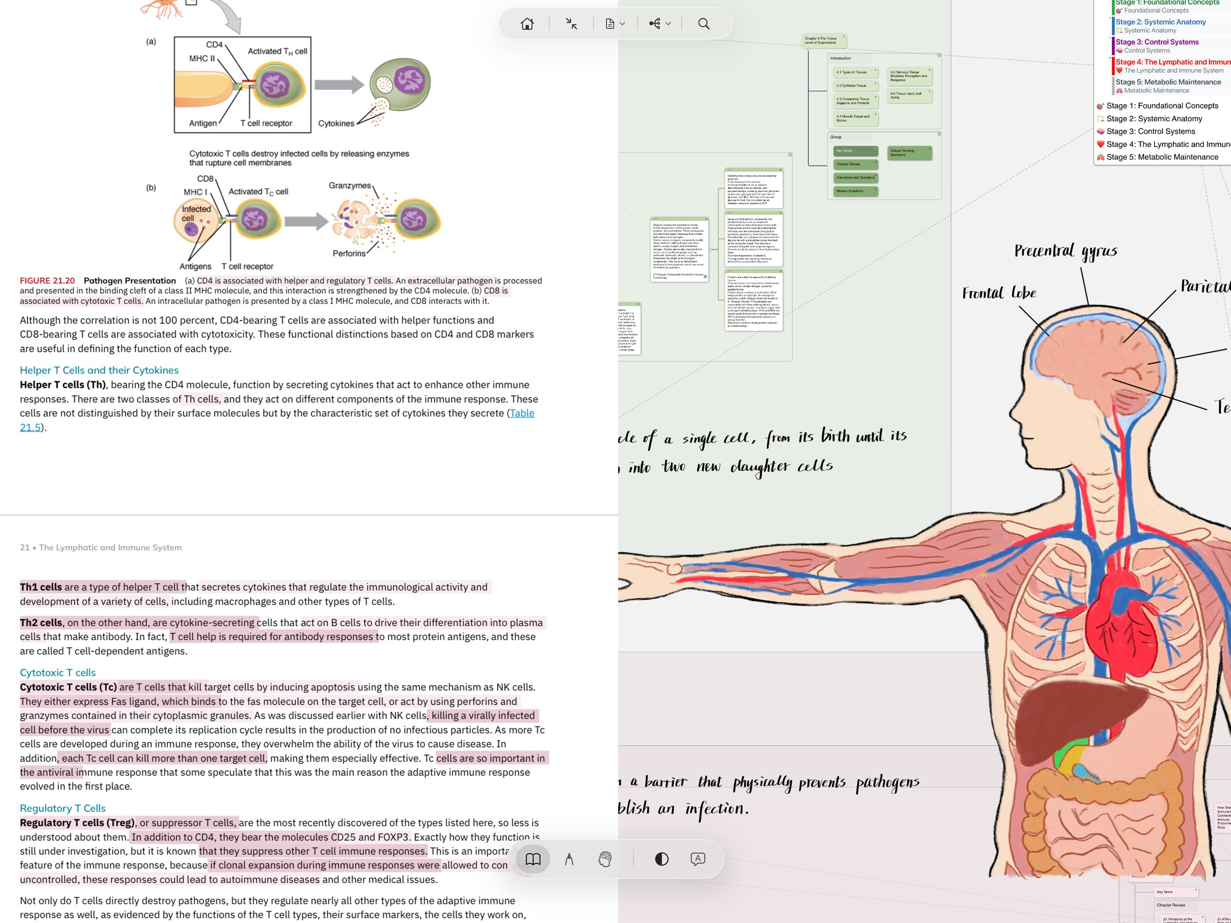 MarginNote Immersive Mode in Read posture: textbook PDF with multi-color highlights on the left, hand-drawn sketches and handwritten notes on the right, one floating capsule at the top and one at the bottom — no sidebar, no toolbar