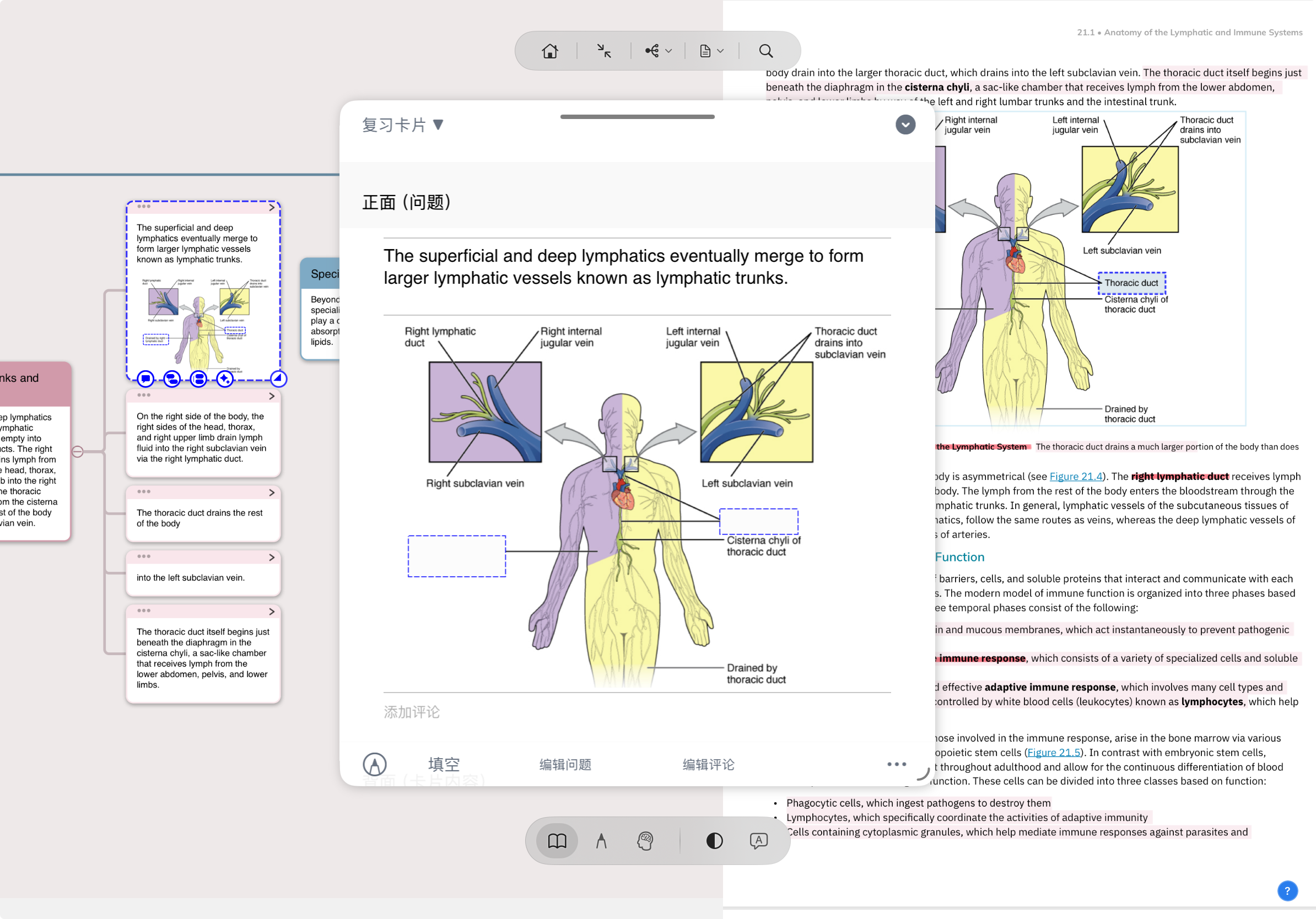 MarginNote in real use: mind map nodes on the left, card front (with anatomical diagram and excerpt text) in the middle, PDF with highlights on the right — all three surface the same concept 'lymphatic trunks' simultaneously