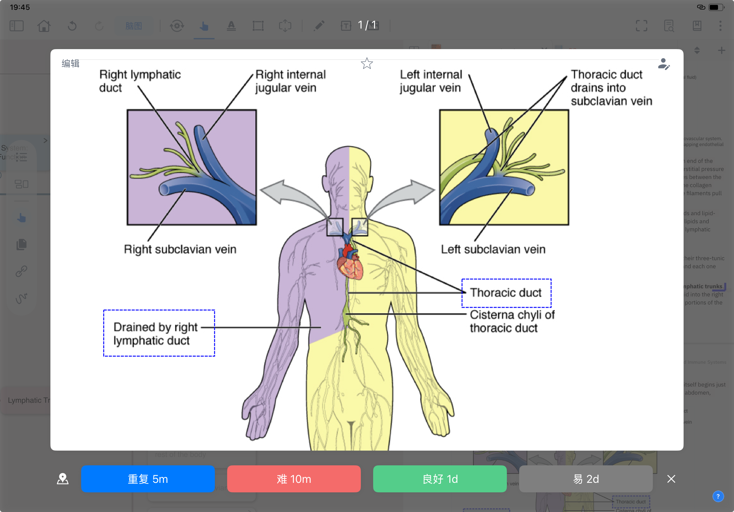 MarginNote iPad Review Mode actual interface: lymphatic-system anatomy card (lymphatic trunk drainage) + FSRS four-button rating at the bottom: Again 5m / Hard 10m / Good 1d / Easy 2d