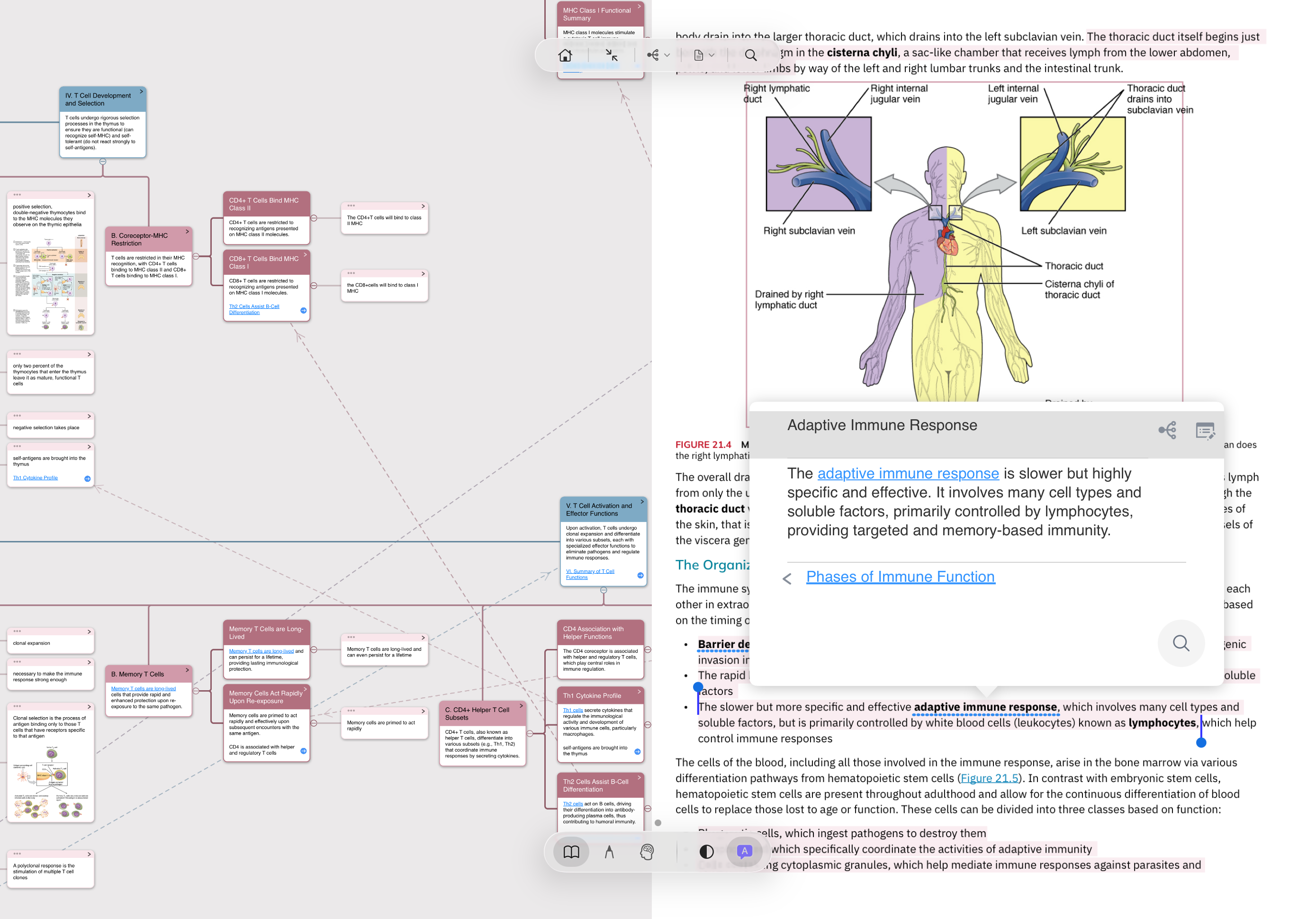 MarginNote real screenshot: mind map on the left, PDF on the right; a linked card 'Adaptive Immune Response' surfaces in the middle with a back arrow and a link to the previous card 'Phases of Immune Function' — navigable both ways